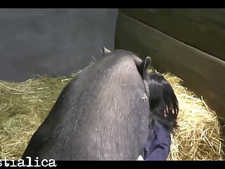 Animals Zoo Sex Videos