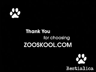 Dog Zoo Sex