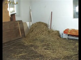 Zoofilia Perro Gran Danes