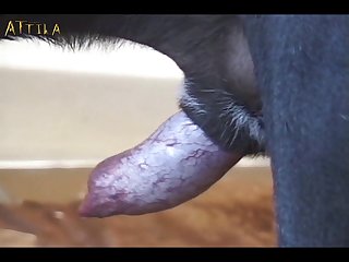 Videos De Zoofilia Xxx