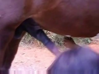 Animal Sex Videos Porn
