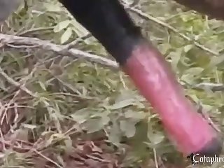Animal Having Sex With Other Animals