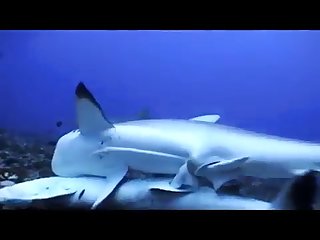 Dog Fucking A Girl Porn