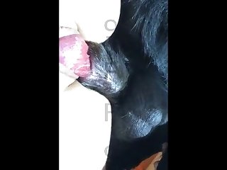 Dp Dog Porn